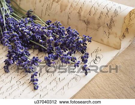 Studio shot of lavender on antique handwriting View Large Photo Image Stock Image - Studio shot of lavender on antique handwriting. Fotosearch
