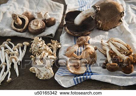 Studio shot of mushrooms on dishcloth View Large Photo Image Stock Image - Studio shot of mushrooms on dishcloth. Fotosearch