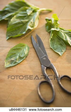Studio shot of scissors and basil leaves View Large Photo Image Stock Image - Studio shot of scissors and basil leaves. Fotosearch