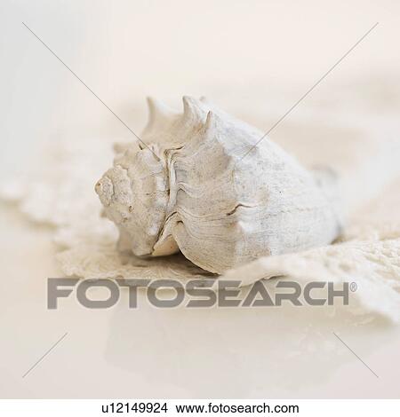 Studio shot of seashell View Large Photo Image Picture - Studio shot of seashell. Fotosearch