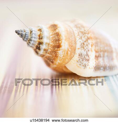 Picture - Studio shot of seashell. Fotosearch