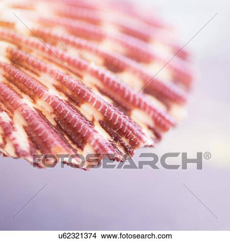 Picture - Studio shot of seashell. Fotosearch