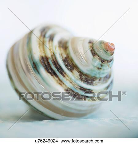 Studio shot of seashell View Large Photo Image Picture - Studio shot of seashell. Fotosearch