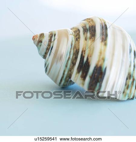 Studio shot of seashell View Large Photo Image Stock Image - Studio shot of seashell. Fotosearch