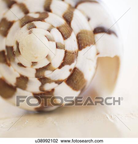Stock Image - Studio shot of seashell. Fotosearch