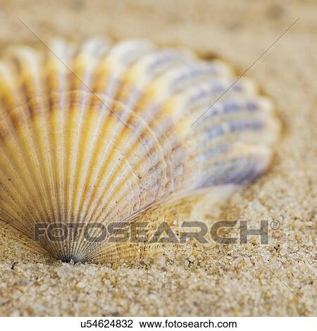 Stock Image - Studio shot of seashell. Fotosearch