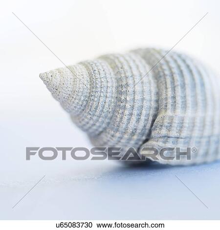 Stock Image - Studio shot of seashell. Fotosearch