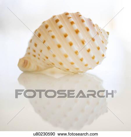 Stock Image - Studio shot of seashell. Fotosearch