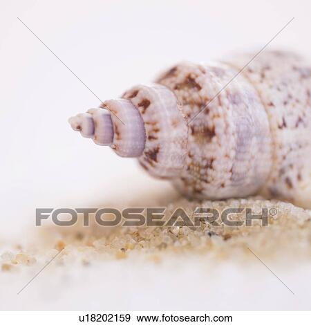 Stock Photo - Studio shot of seashell. Fotosearch