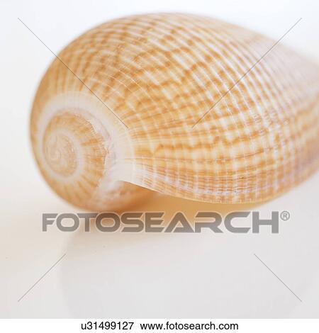 Studio shot of seashell View Large Photo Image Stock Photo - Studio shot of seashell. Fotosearch