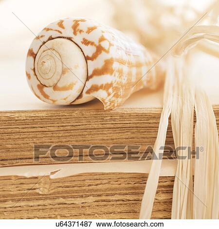 Studio shot of seashell View Large Photo Image Stock Photo - Studio shot of seashell. Fotosearch