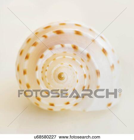 Stock Photo - Studio shot of seashell. Fotosearch