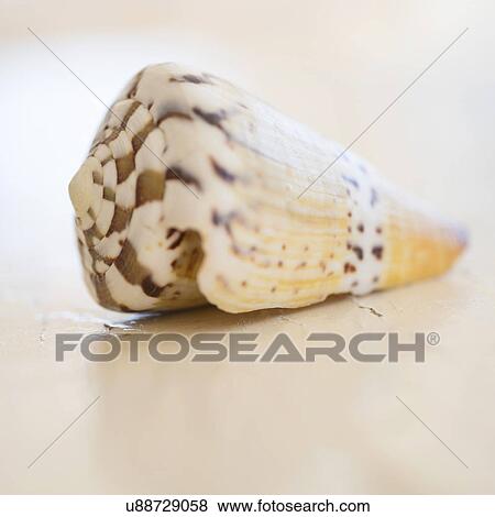 Studio shot of seashell View Large Photo Image Stock Photo - Studio shot of seashell. Fotosearch