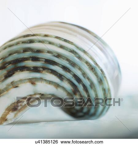 Studio shot of seashell View Large Photo Image Stock Photograph - Studio shot of seashell. Fotosearch