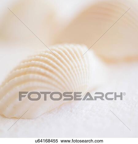 Stock Photography - Studio shot of seashell. Fotosearch