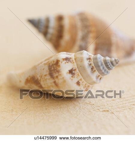 Studio shot of seashells View Large Photo Image Stock Photo - Studio shot of seashells. Fotosearch