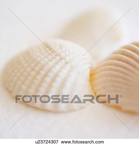 Stock Photo - Studio shot of seashells. Fotosearch
