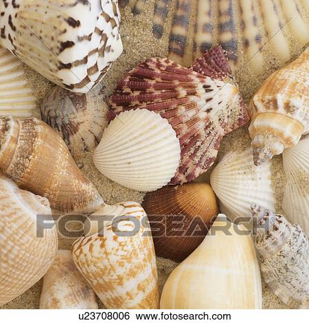 Stock Photograph - Studio shot of seashells. Fotosearch