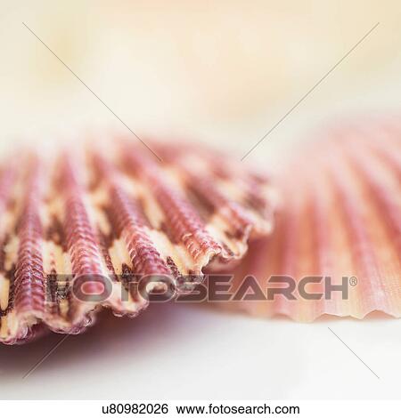 Studio shot of seashells View Large Photo Image Stock Photograph - Studio shot of seashells. Fotosearch