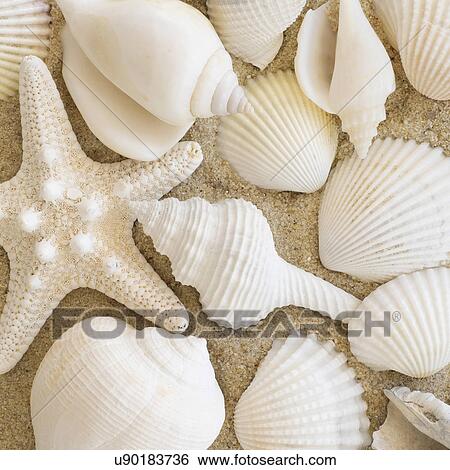 Stock Photograph - Studio shot of seashells. Fotosearch