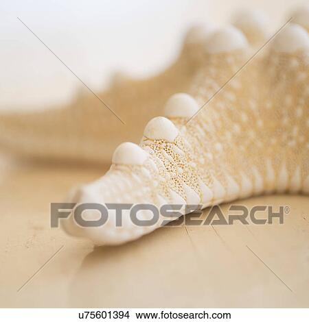 Picture - Studio shot of starfish. Fotosearch