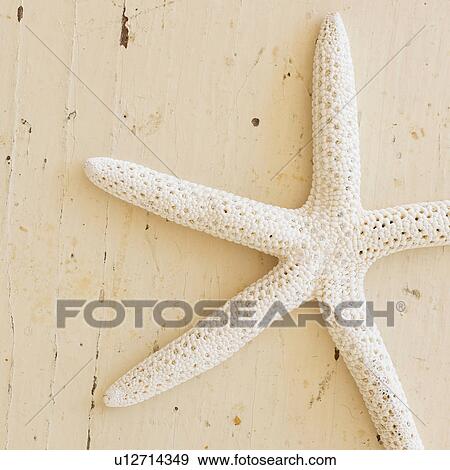 Stock Photo - Studio shot of starfish. Fotosearch