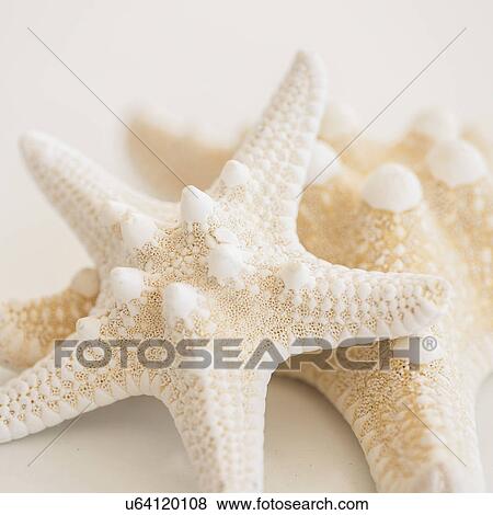 Stock Photo - Studio shot of starfish. Fotosearch