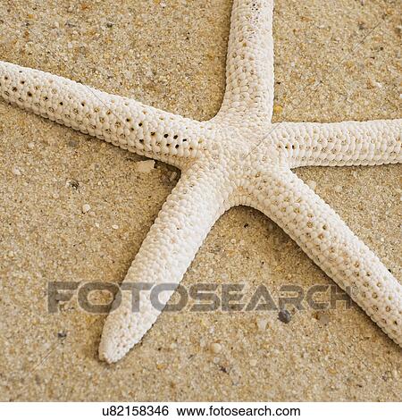 Studio shot of starfish View Large Photo Image Stock Photograph - Studio shot of starfish. Fotosearch