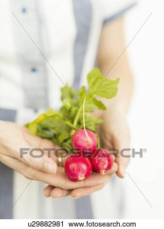 Studio shot of woman holding bunch of fresh radishes View Large Photo Image Stock Image - Studio shot of woman holding bunch of fresh radishes. Fotosearch