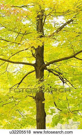 Stock Photo - Sugar Maple tree in autumn. Fotosearch