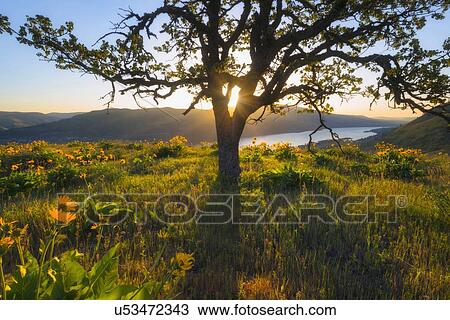 Sun shining through tree on hill View Large Photo Image Stock Image - Sun shining through tree on hill. Fotosearch