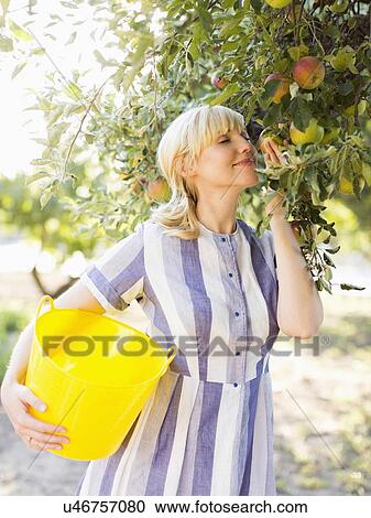 Woman picking apples in orchard View Large Photo Image Stock Image - Woman picking apples in orchard. Fotosearch