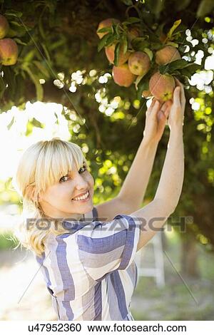 Woman picking apples in orchard View Large Photo Image Stock Image - Woman picking apples in orchard. Fotosearch