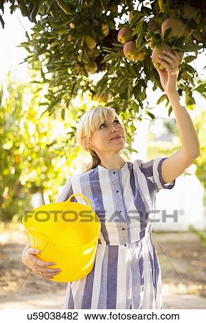Woman picking apples in orchard View Large Photo Image Stock Image - Woman picking apples in orchard. Fotosearch