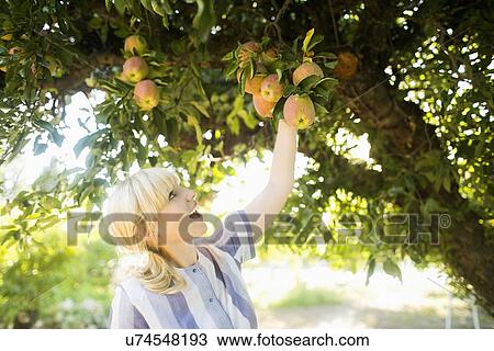 Woman picking apples in orchard View Large Photo Image Stock Image - Woman picking apples in orchard. Fotosearch