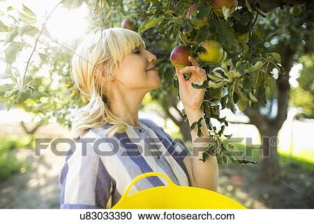 Woman picking apples in orchard View Large Photo Image Stock Image - Woman picking apples in orchard. Fotosearch