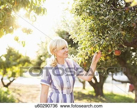 Stock Photograph - Woman picking apples in orchard. Fotosearch