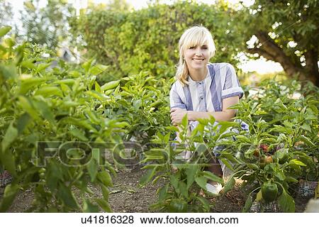 Woman picking vegetables in garden View Large Photo Image Stock Photo - Woman picking vegetables in garden. Fotosearch