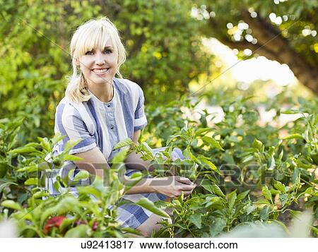 Woman picking vegetables in garden View Large Photo Image Stock Photo - Woman picking vegetables in garden. Fotosearch