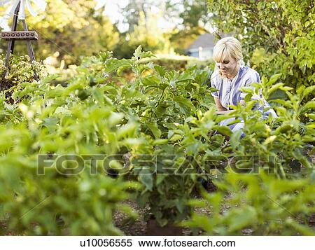 Stock Photography - Woman picking vegetables in garden. Fotosearch