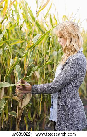 Young woman in corn field View Large Photo Image Stock Image - Young woman in corn field. Fotosearch