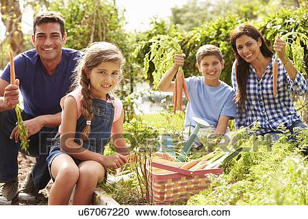Family Working On Allotment Together View Large Photo Image Stock Image - Family Working On Allotment Together. Fotosearch