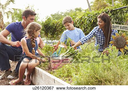 Family Working On Allotment Together View Large Photo Image Stock Photo - Family Working On Allotment Together. Fotosearch