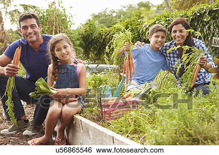 Family Working On Allotment Together View Large Photo Image Stock Photograph - Family Working On Allotment Together. Fotosearch