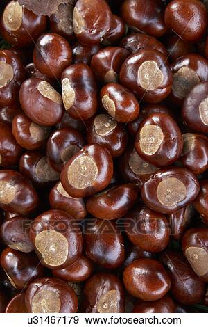 Full Frame Shot Of Conkers View Large Photo Image Stock Photo - Full Frame Shot Of Conkers. Fotosearch