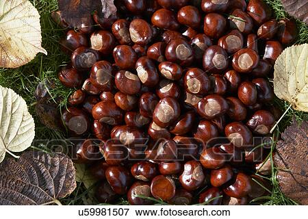 Stock Photo - Full Frame Shot Of Conkers. Fotosearch