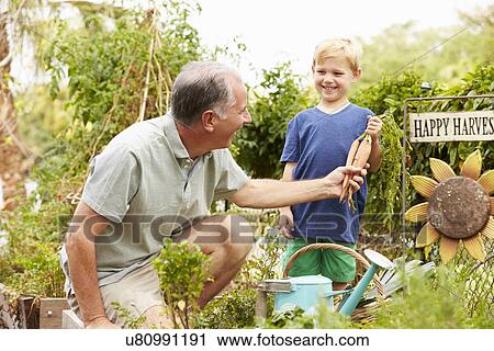 Stock Image - Grandfather And Grandson Working On Allotment. Fotosearch