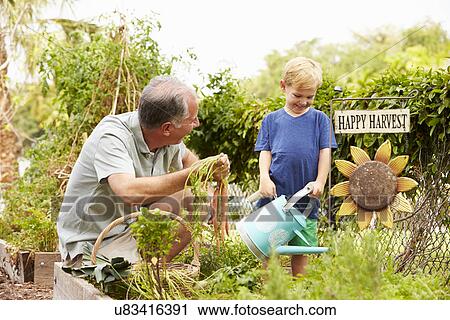 Stock Image - Grandfather And Grandson Working On Allotment. Fotosearch