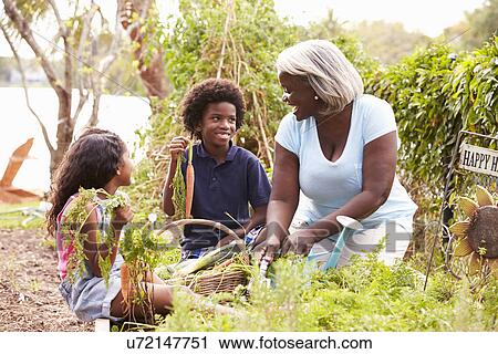 Stock Image - Grandmother And Grandchildren Working On Allotment. Fotosearch