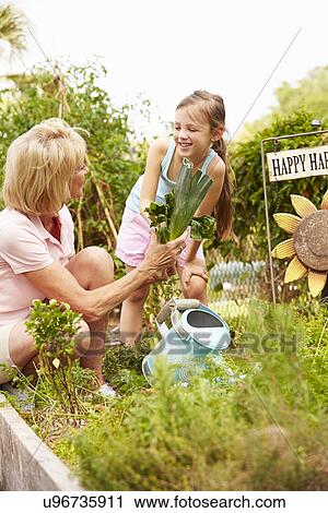 Grandmother And Granddaughter Working On Allotment View Large Photo Image Stock Image - Grandmother And Granddaughter Working On Allotment. Fotosearch